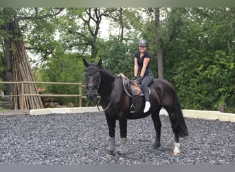 Silesiano, Caballo castrado, 6 años, 165 cm, Negro