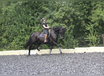 Silesiano, Caballo castrado, 6 años, 165 cm, Negro