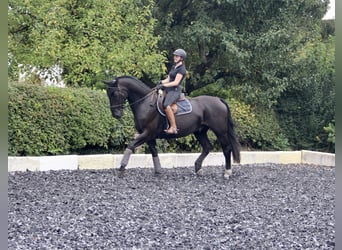 Silesiano, Caballo castrado, 6 años, 165 cm, Negro