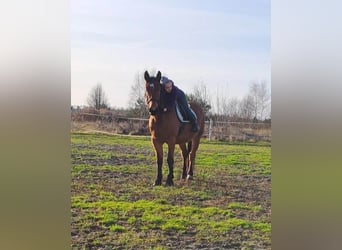 Silesiano, Caballo castrado, 6 años, 175 cm, Castaño rojizo