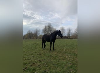 Silesiano, Caballo castrado, 6 años, Negro