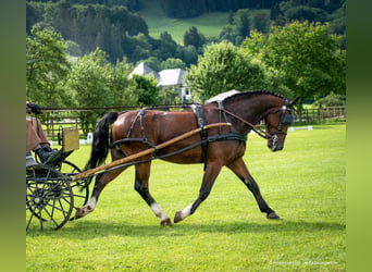 Silesiano, Caballo castrado, 7 años, 163 cm, Castaño