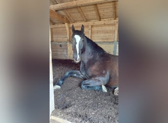 Silesiano, Caballo castrado, 7 años, 168 cm, Negro