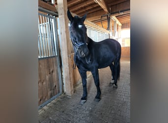 Silesiano, Caballo castrado, 8 años, 163 cm