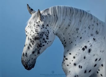 Silesiano, Caballo castrado, 8 años, 164 cm, Atigrado/Moteado