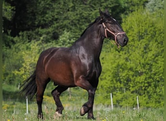 Silesiano, Caballo castrado, 8 años, 164 cm, Negro