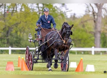 Silesiano, Caballo castrado, 8 años, 167 cm, Castaño rojizo