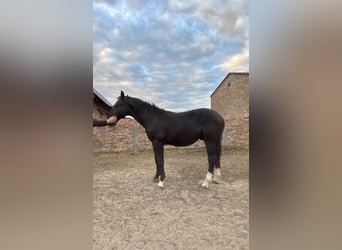 Silesiano, Semental, 1 año, Negro
