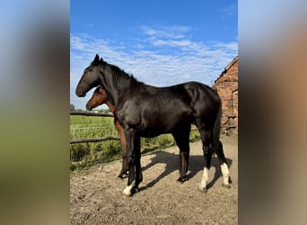 Silesiano, Semental, 2 años, 156 cm, Negro