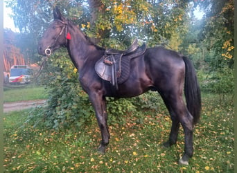 Silesiano, Semental, 2 años, 160 cm, Negro
