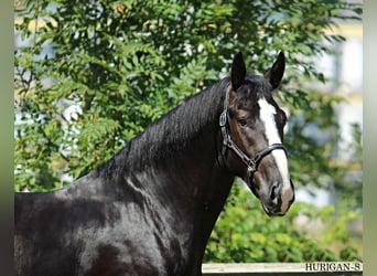 Silesiano, Semental, 2 años, 166 cm, Negro