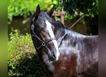 Silesiano, Semental, 2 años, 166 cm, Negro