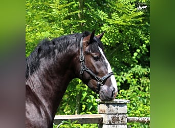 Silesiano, Semental, 2 años, 166 cm, Negro