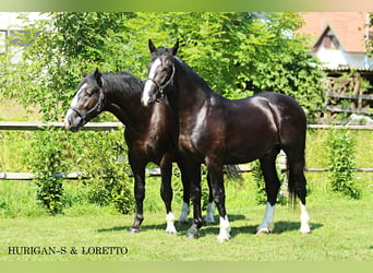 Silesiano, Semental, 3 años, 166 cm, Negro