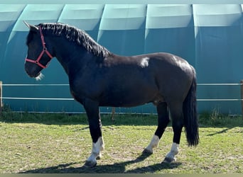 Silesiano, Semental, 6 años, Negro