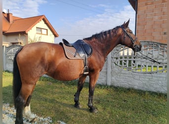 Silesiano, Yegua, 17 años, 170 cm, Castaño rojizo
