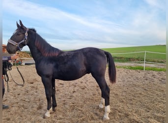 Silesiano, Yegua, 2 años, 150 cm, Negro