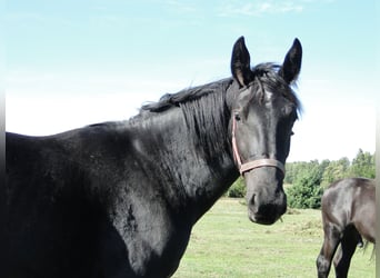 Silesiano, Yegua, 2 años, 162 cm, Negro