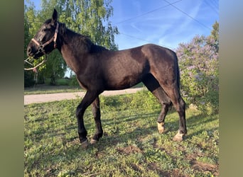 Silesiano, Yegua, 2 años