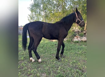 Silesiano, Yegua, 2 años