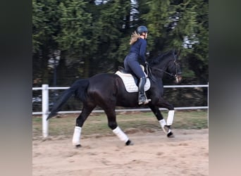 Silesiano, Yegua, 4 años, 168 cm, Castaño oscuro