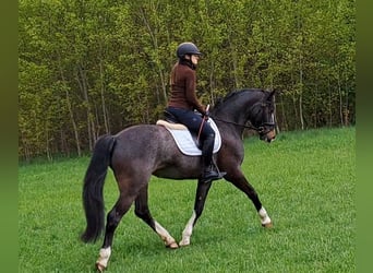 Silesiano, Yegua, 5 años, 166 cm, Tordillo negro