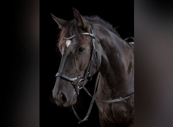 Silesiano, Yegua, 6 años, 163 cm, Negro