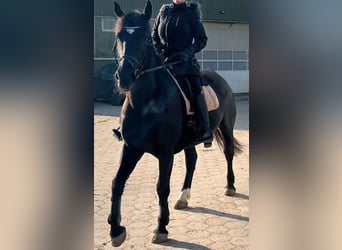 Silesiano, Yegua, 6 años, 163 cm, Negro