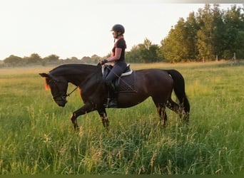 Silesiano, Yegua, 6 años, 168 cm, Castaño oscuro