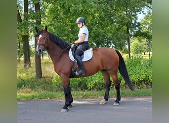 Silesiano, Yegua, 7 años, 168 cm, Castaño