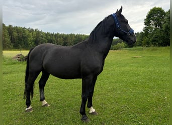 Silésien, Étalon, 3 Ans, 165 cm, Noir