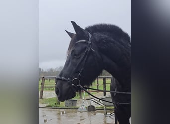 Silésien, Hongre, 10 Ans, 165 cm, Noir