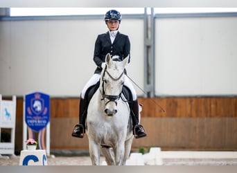 Silésien, Hongre, 10 Ans, 174 cm, Gris