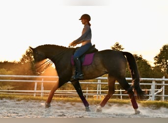 Silésien, Hongre, 11 Ans, 165 cm, Bai brun