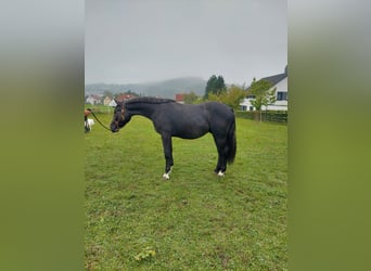 Silésien, Hongre, 3 Ans, 163 cm