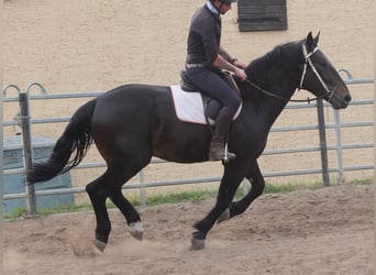 Silésien, Hongre, 4 Ans, 162 cm, Bai brun foncé