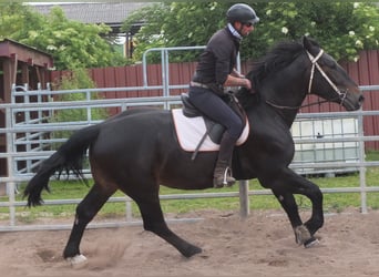 Silésien, Hongre, 4 Ans, 162 cm, Bai brun foncé