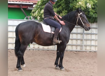 Silésien, Hongre, 4 Ans, 162 cm, Bai brun foncé