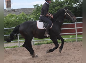 Silésien, Hongre, 4 Ans, 162 cm, Bai brun foncé