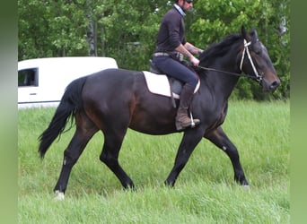 Silésien, Hongre, 4 Ans, 162 cm, Bai brun foncé