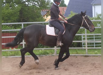 Silésien, Hongre, 4 Ans, 162 cm, Bai brun foncé