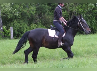 Silésien, Hongre, 4 Ans, 162 cm, Bai brun foncé