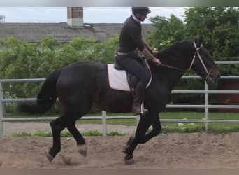 Silésien, Hongre, 4 Ans, 162 cm, Bai brun foncé