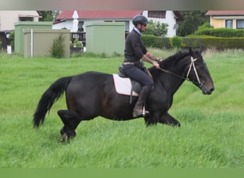 Silésien, Hongre, 4 Ans, 162 cm, Bai brun foncé