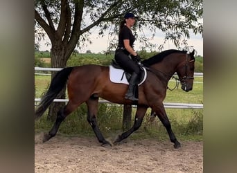 Silésien, Hongre, 4 Ans, 164 cm, Bai brun