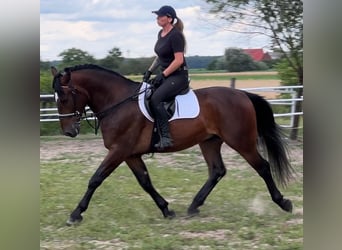 Silésien, Hongre, 4 Ans, 164 cm, Bai brun