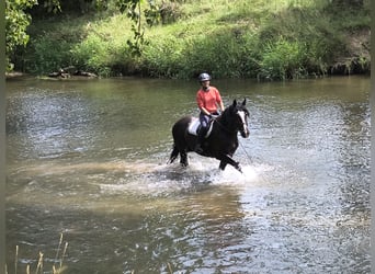 Silésien, Hongre, 4 Ans, 166 cm, Noir