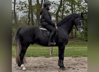 Silésien, Hongre, 4 Ans, 168 cm, Gris noir