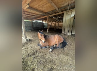 Silésien, Hongre, 4 Ans, 170 cm, Bai