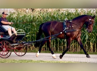 Silésien, Hongre, 5 Ans, 166 cm, Bai brun